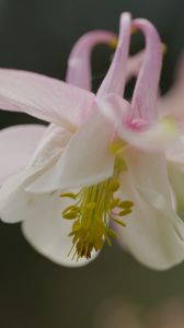 Preview wallpaper aquilegia, petals, flower, macro