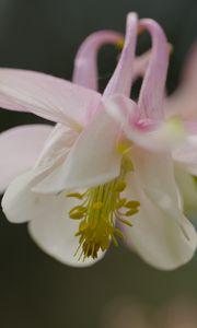 Preview wallpaper aquilegia, petals, flower, macro