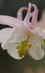 Preview wallpaper aquilegia, petals, flower, macro
