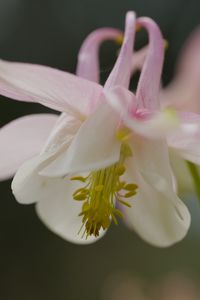 Preview wallpaper aquilegia, petals, flower, macro