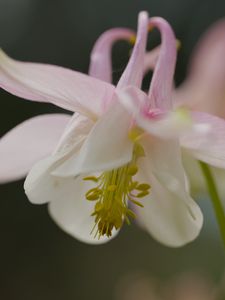 Preview wallpaper aquilegia, petals, flower, macro