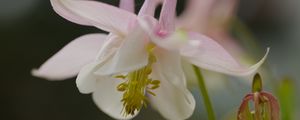 Preview wallpaper aquilegia, petals, flower, macro