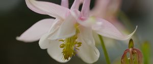 Preview wallpaper aquilegia, petals, flower, macro