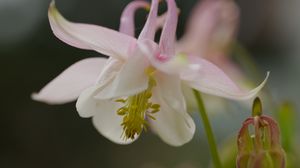Preview wallpaper aquilegia, petals, flower, macro