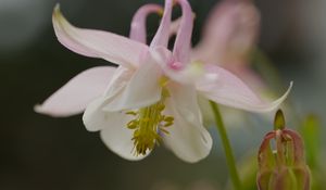 Preview wallpaper aquilegia, petals, flower, macro