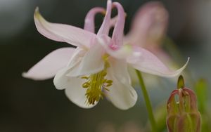 Preview wallpaper aquilegia, petals, flower, macro