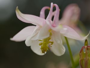 Preview wallpaper aquilegia, petals, flower, macro