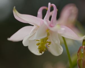 Preview wallpaper aquilegia, petals, flower, macro