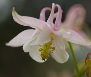 Preview wallpaper aquilegia, petals, flower, macro