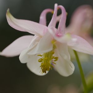 Preview wallpaper aquilegia, petals, flower, macro
