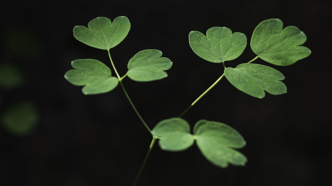 Wallpaper aquilegia, plant, leaves, macro