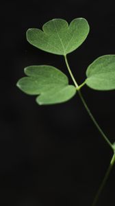 Preview wallpaper aquilegia, plant, leaves, macro