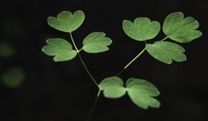 Preview wallpaper aquilegia, plant, leaves, macro