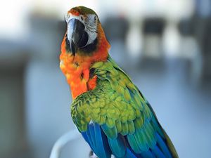 Preview wallpaper ara, parrot, beak, bird