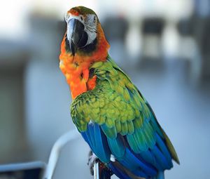 Preview wallpaper ara, parrot, beak, bird