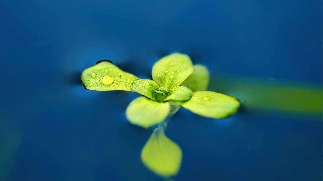 Wallpaper arabidopsis, leaves, water, macro