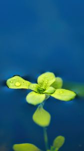 Preview wallpaper arabidopsis, leaves, water, macro