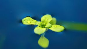 Preview wallpaper arabidopsis, leaves, water, macro