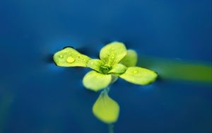 Preview wallpaper arabidopsis, leaves, water, macro