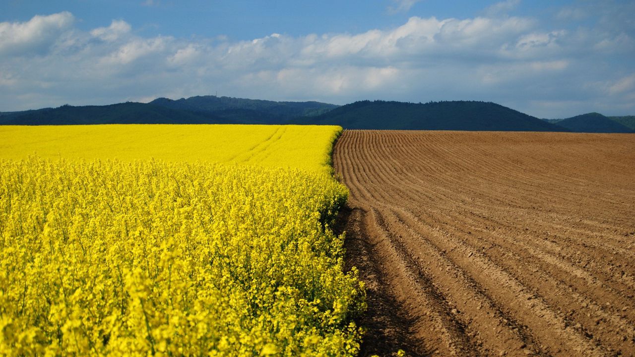 Wallpaper arable land, earth, flowers, yellow, border