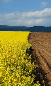 Preview wallpaper arable land, earth, flowers, yellow, border