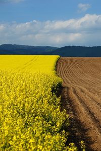 Preview wallpaper arable land, earth, flowers, yellow, border