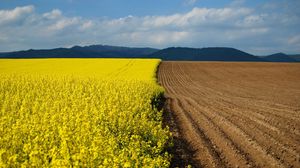 Preview wallpaper arable land, earth, flowers, yellow, border