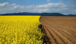 Preview wallpaper arable land, earth, flowers, yellow, border