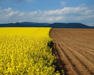 Preview wallpaper arable land, earth, flowers, yellow, border