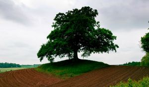 Preview wallpaper arable land, earth, tree, triangle, grass