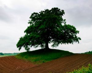 Preview wallpaper arable land, earth, tree, triangle, grass