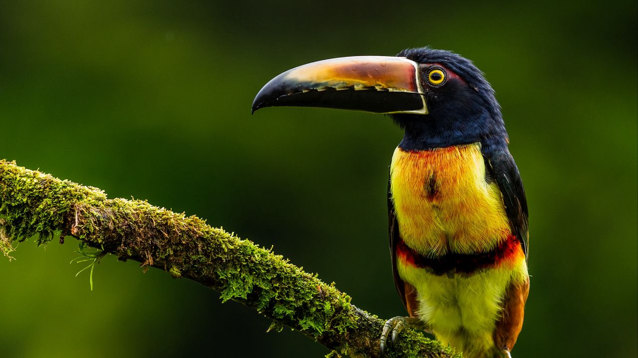 Wallpaper aracari, bird, toucan, exotic