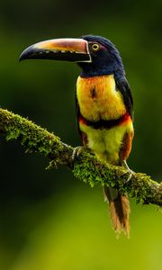 Preview wallpaper aracari, bird, toucan, exotic