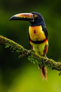 Preview wallpaper aracari, bird, toucan, exotic