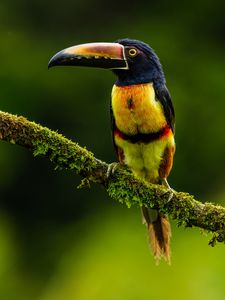 Preview wallpaper aracari, bird, toucan, exotic