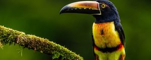 Preview wallpaper aracari, bird, toucan, exotic