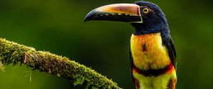 Preview wallpaper aracari, bird, toucan, exotic