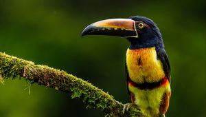 Preview wallpaper aracari, bird, toucan, exotic