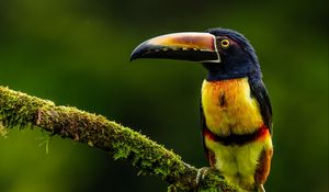 Preview wallpaper aracari, bird, toucan, exotic