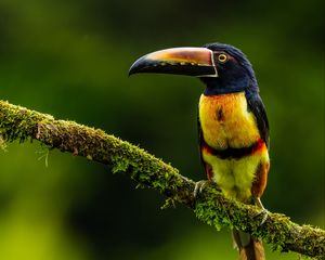 Preview wallpaper aracari, bird, toucan, exotic