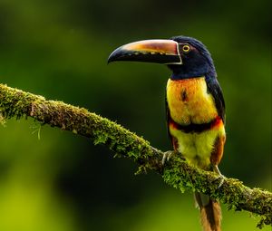 Preview wallpaper aracari, bird, toucan, exotic