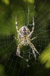 Preview wallpaper araneus diadematus, spider, web, european garden spider