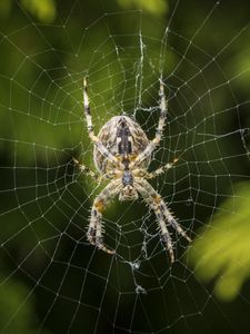 Preview wallpaper araneus diadematus, spider, web, european garden spider