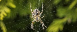 Preview wallpaper araneus diadematus, spider, web, european garden spider