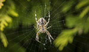Preview wallpaper araneus diadematus, spider, web, european garden spider