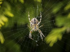 Preview wallpaper araneus diadematus, spider, web, european garden spider