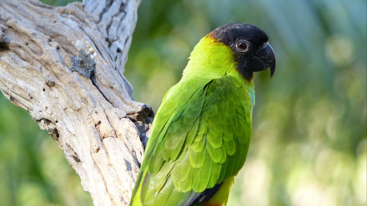 Wallpaper aratinga, parrot, bird, bright