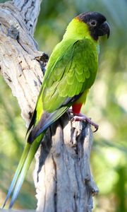 Preview wallpaper aratinga, parrot, bird, bright