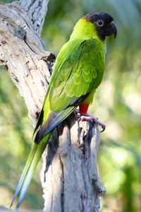 Preview wallpaper aratinga, parrot, bird, bright