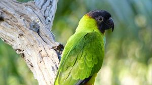 Preview wallpaper aratinga, parrot, bird, bright